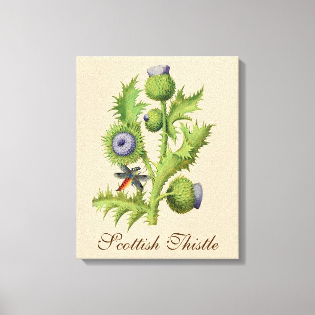 Scottish Thistle Botanical  Canvas Print (Front)
