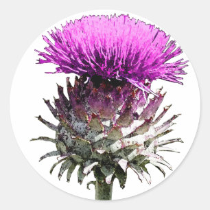 Scottish Thistle Classic Round Sticker