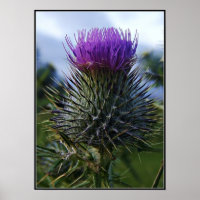 Scottish Thistle Fine Art Photography