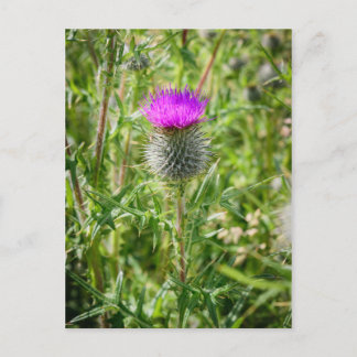 Scottish Thistle Postcard