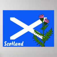 Scottish thistle