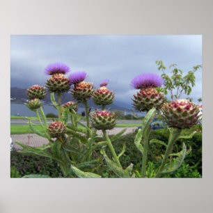 Scottish Thistle Poster