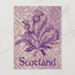 Scottish Thistle Purple Celtic Knot Postcard