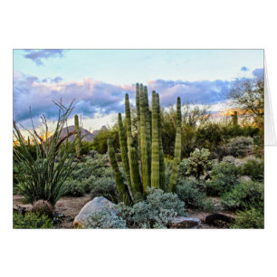 Scottsdale Succulent Sunset