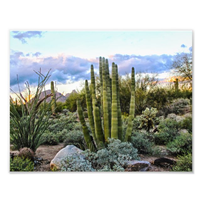 Scottsdale Succulent Sunset Photo Print (Front)