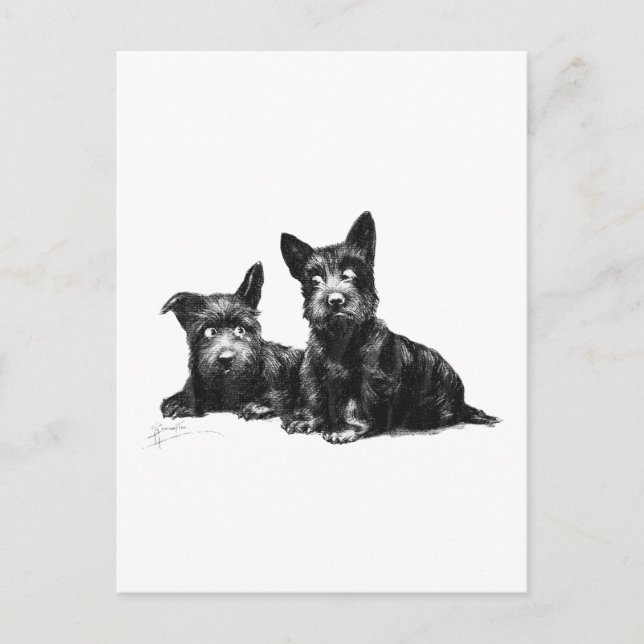 SCOTTY DOGS CHECK AND RECHECK POSTCARD (Front)
