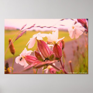 scotty flower poster