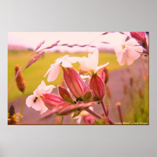 scotty flower poster