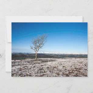 Scout Scar Holiday Card