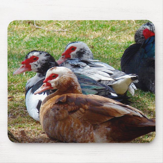 Scovies Mouse Mat (Front)