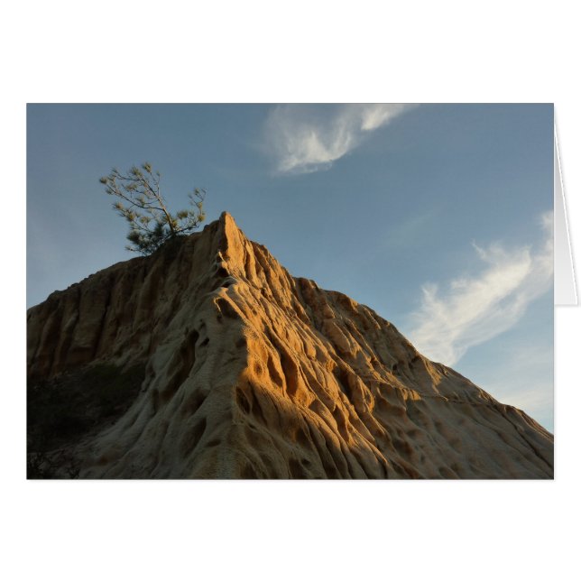 Scraggly Torrey Pine at Sunset California Coast (Front Horizontal)