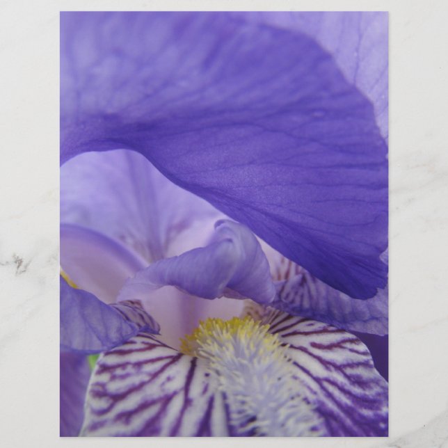Scrapbook paper Purple Iris Flowers Irises Floral (Front)