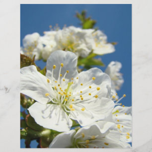 Scrapbook theme paper Cherry Blossoms Blue Sky