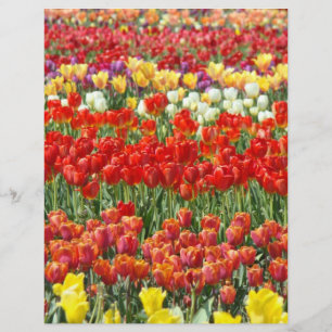 Scrapbooking Letterhead paper Colourful Tulip Flor