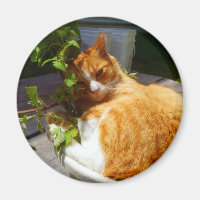 Scrapper in a pot