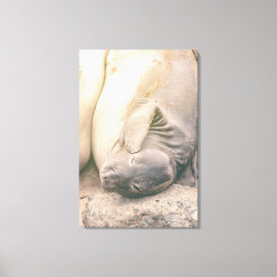 Scratching canvas print