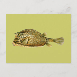 Scrawled Cowfish Postcard