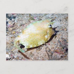 Scrawled Cowfish Postcard