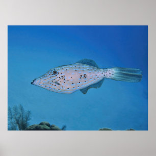 Scrawled Filefish Poster