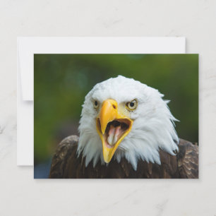 Screaming Bald Eagle Postcard