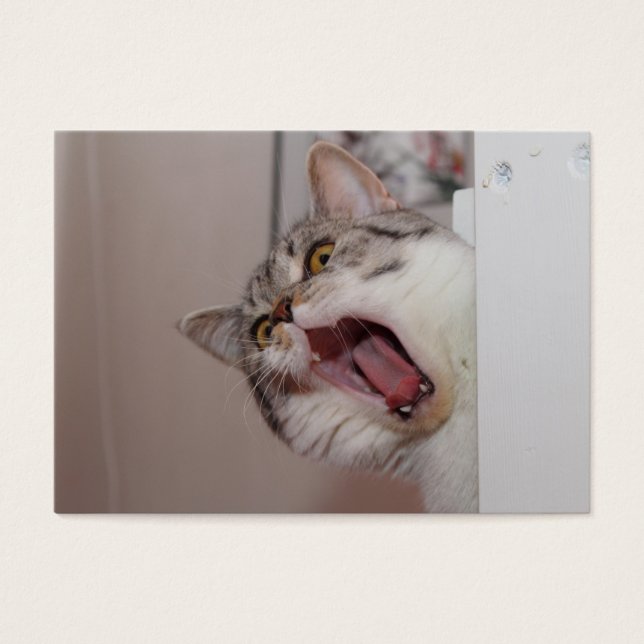 Screaming British Shorthair (Front)