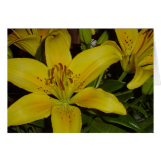 Screaming Lily