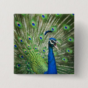 Screaming peacock 15 cm square badge