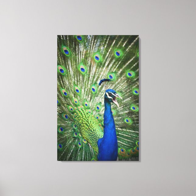 Screaming peacock canvas print (Front)