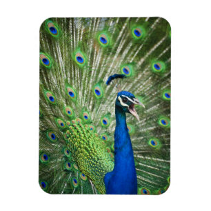 Screaming peacock magnet