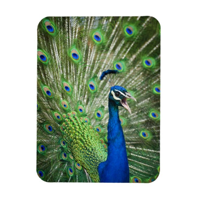 Screaming peacock magnet (Vertical)