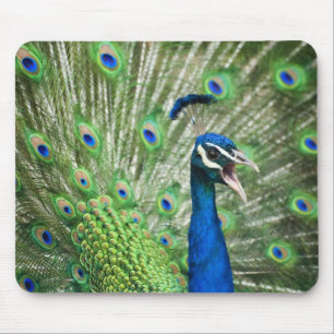 Screaming peacock mouse mat