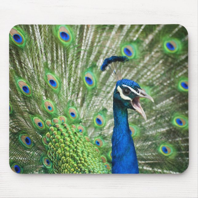 Screaming peacock mouse mat (Front)