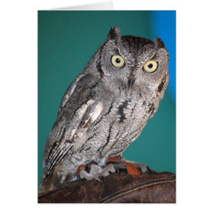 Screech Owl