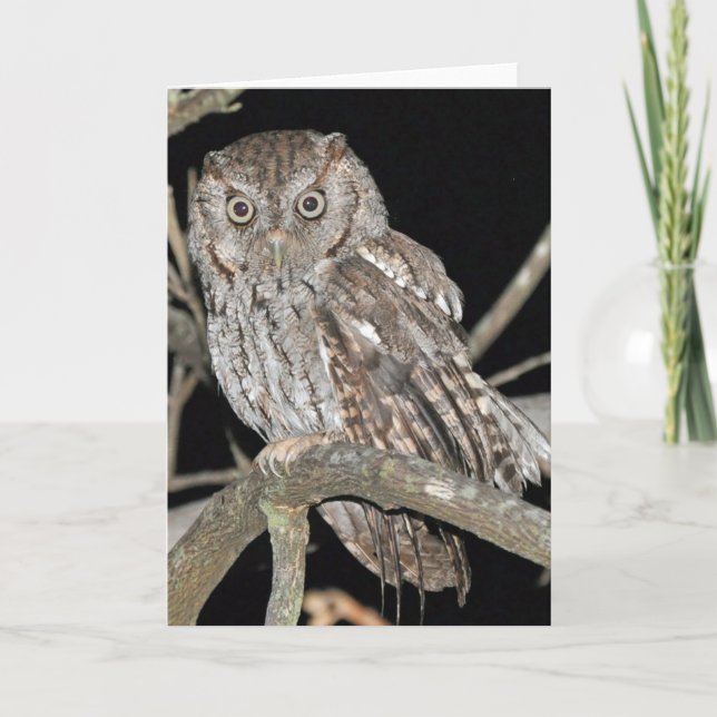 Screech Owl Card (Front)