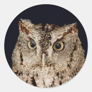 Screech Owl Classic Round Sticker