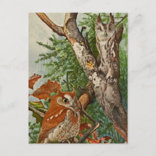 Screech Owl (colour phases) Postcard