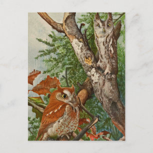 Screech Owl (colour phases) Postcard