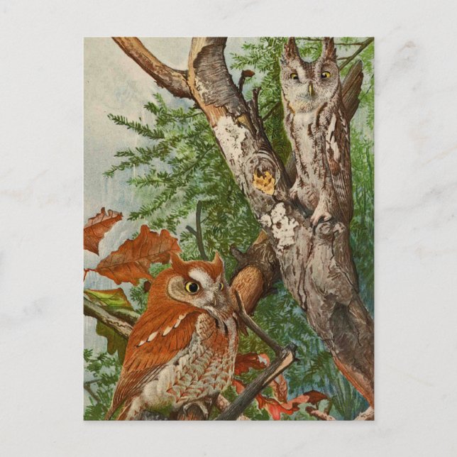 Screech Owl (colour phases) Postcard (Front)