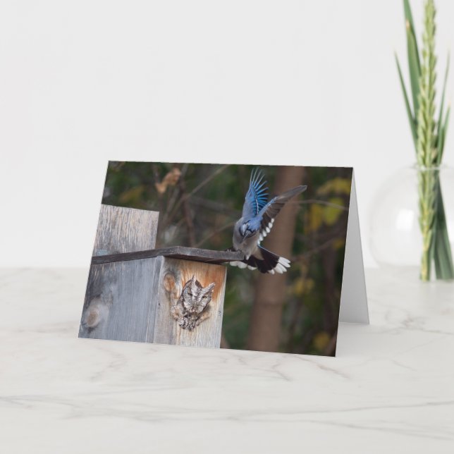 Screech-Owl Harassed by Blue Jay Card (Front)