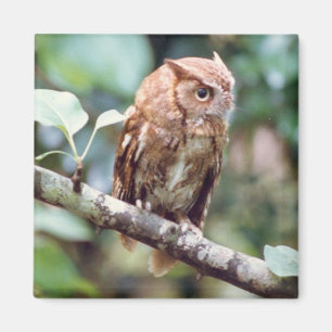 Screech Owl Magnet