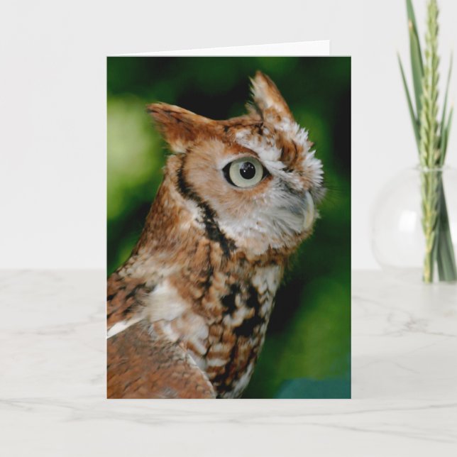 Screech Owl Notecard (Front)