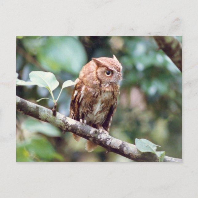 Screech Owl Postcard (Front)