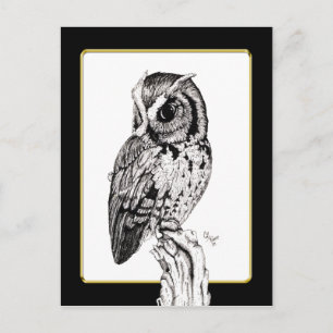 Screech Owl Postcard
