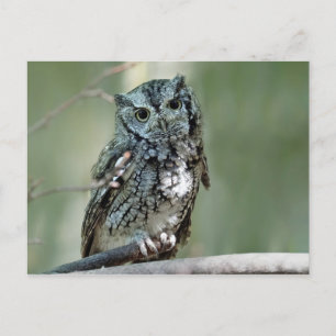 Screech Owl Tree Branch Photo Postcard