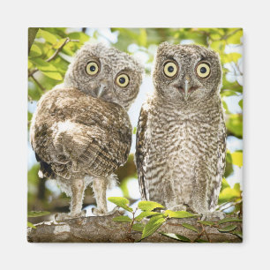 Screech Owls Chicks 2 Magnet