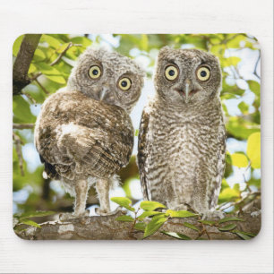 Screech Owls Chicks 2 Mouse Mat