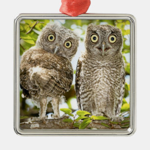 Screech Owls Chicks Metal Tree Decoration