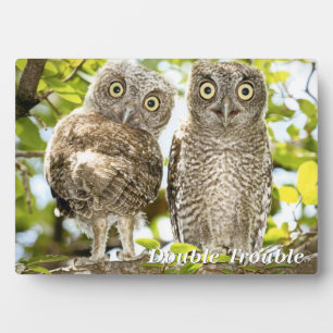 Screech Owls Chicks Plaque