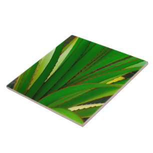 Screw Pine Closeup Tile