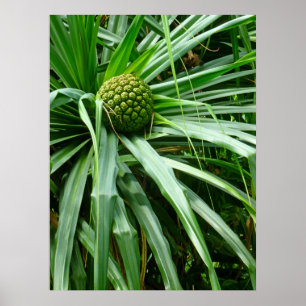 Screw-pine or Hala fruit Poster